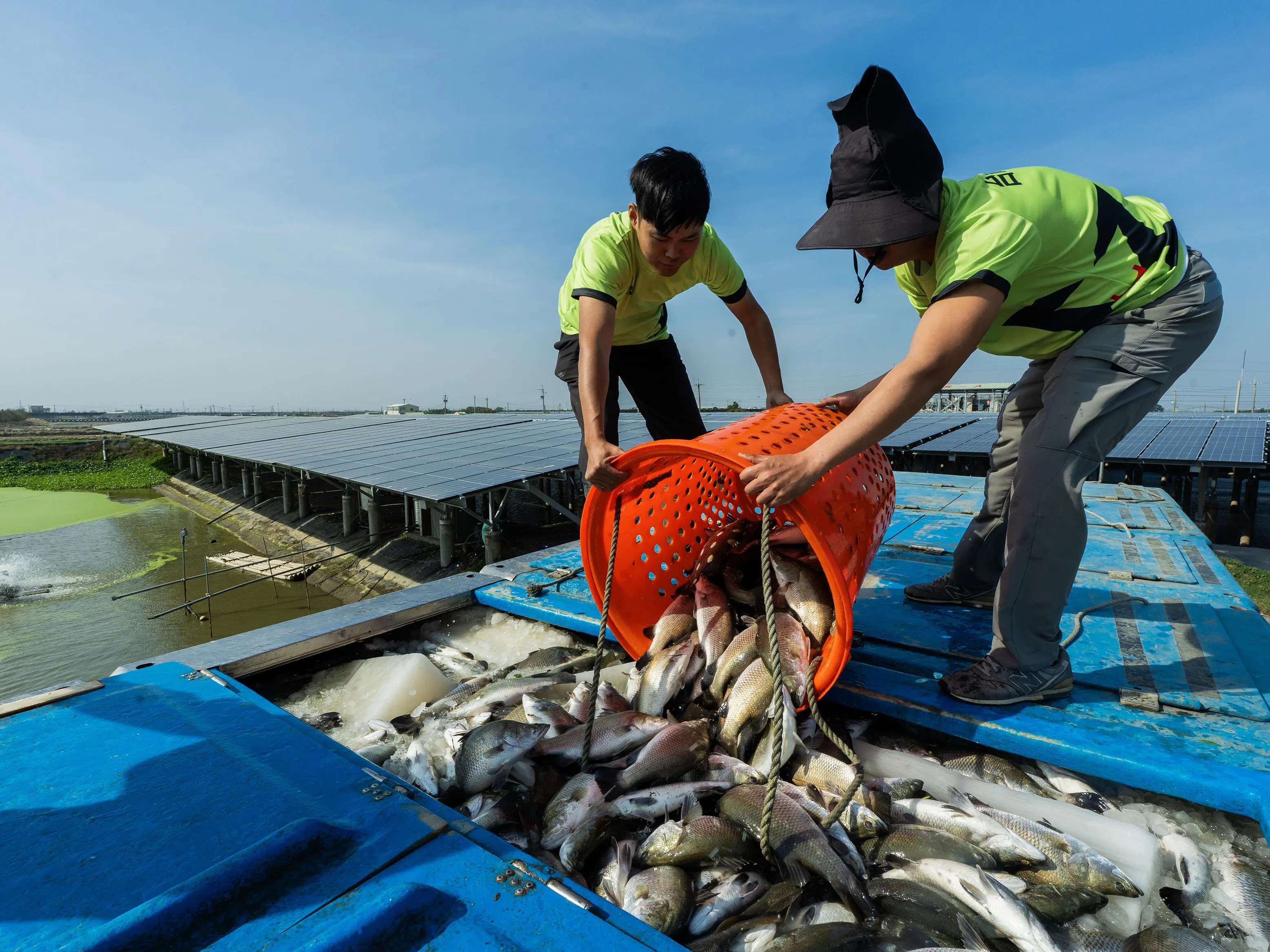 嘉義漁電迎豐收：台泥領先導入全區養殖戶產銷履歷輔導