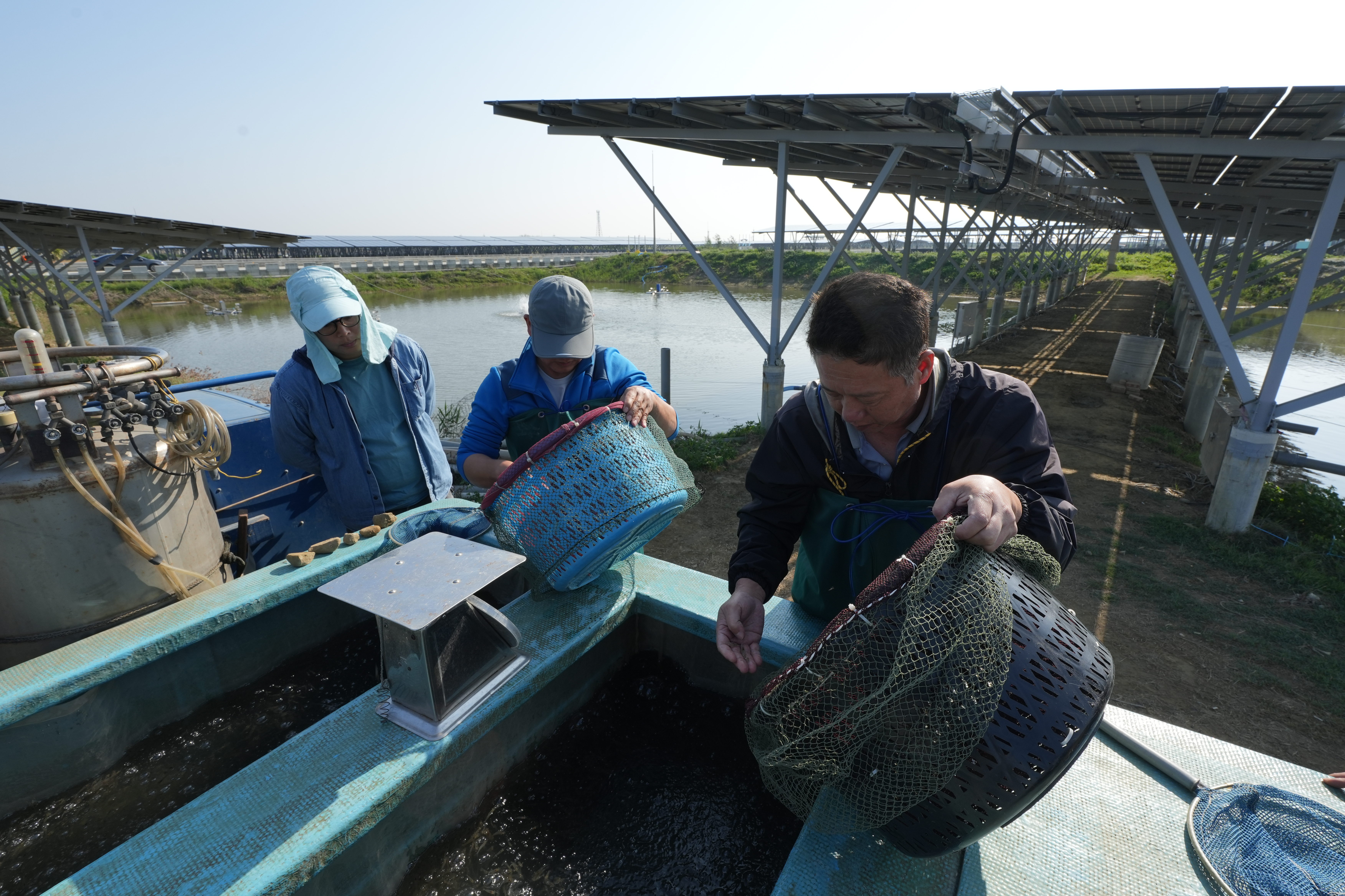 嘉義義竹漁電共生案場，養殖戶於光電棚架下的養殖池作業